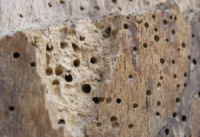 xilófagos madera muebles